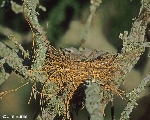 Scissor-tailed Flycatcher nestlings