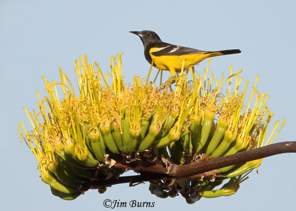 A returning Scott's Oriole male visits a blooming Century Plant on the Curandero Trail above the Visitors Center.