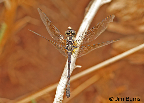 Deaside Dragonlet female dorsal view, Chaves Co., NM, September 2014