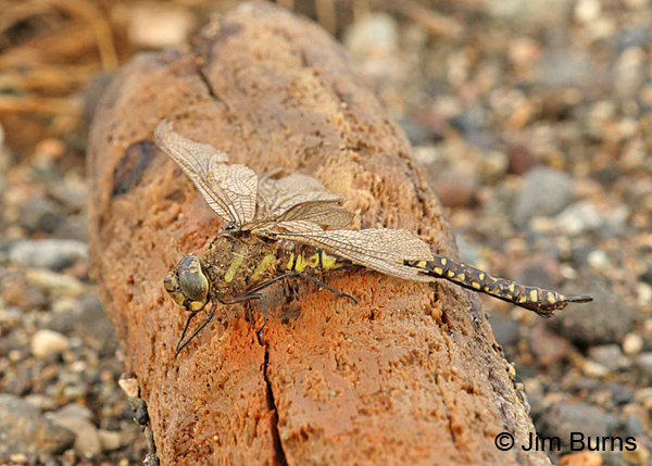 Sedge Darner heteromorph female, old and found dying on the beach, Lake and Peninsula Co., AK, August 2016