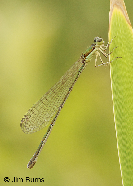Sedge Sprite  female showing no blue on abdomen, Washington Co., VT, July 2014