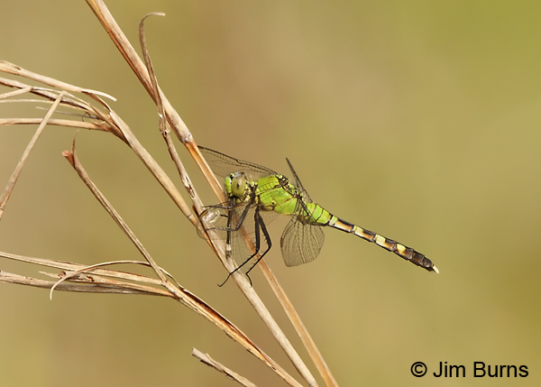 Seepage Dancer teneral female being eaten by female Eastern Pondhawk, Angelina Co., TX, March 2013