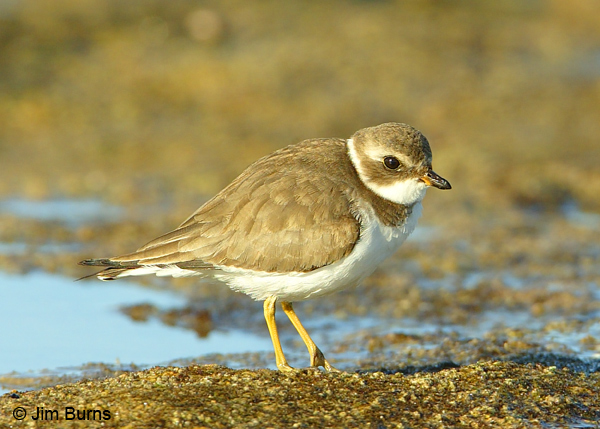 Semipalmated Plover November Rocky Point