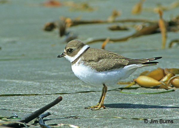 Semipalmated Plover winter