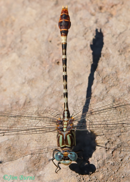 Serpent Ringtail male dorsal view, Maricopa Co., AZ, September 2022--2130