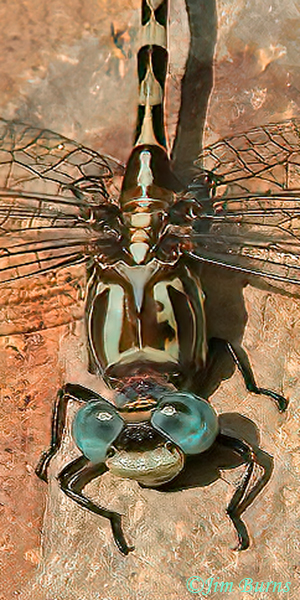 Serpent Ringtail male, Santa Cruz Co., AZ, October 2022----4651