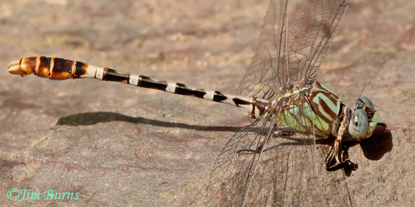 Serpent Ringtail male, Santa Cruz Co., AZ, October 2022--4674