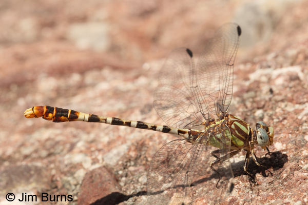 Serpent Ringtail male, Cochise Co., AZ, July 2013