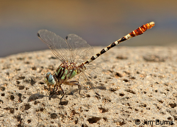 Serpent Ringtail male, Maricopa Co., AZ, September 2014