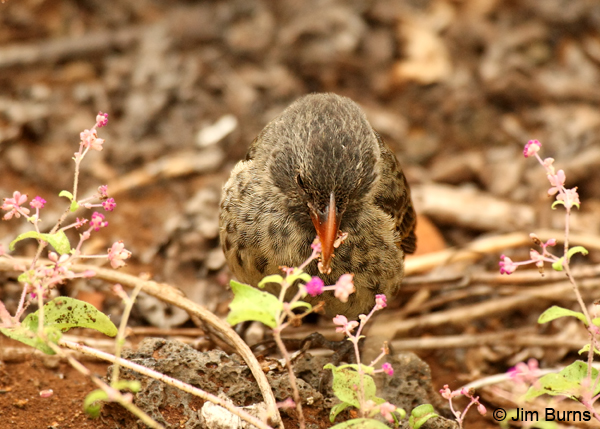 Sharp-beaked Ground-Finch eating flower petals