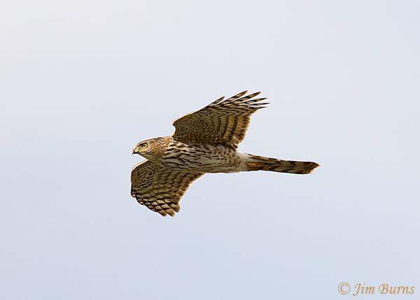 Sharp-shinned Hawk juvenile male in flight--7896