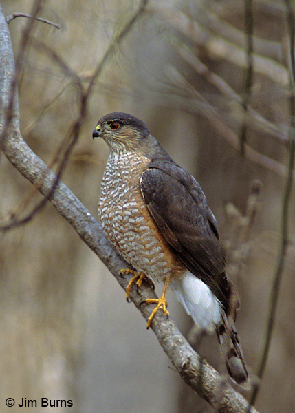 Sharp-shinned Hawk adult on branch
