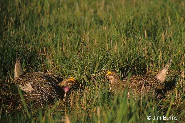 Sharp-tailed Grouse males facing off
