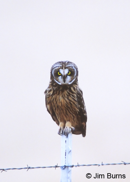 Short-eared Owl on fence
