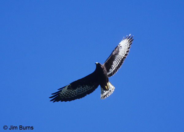Short-tailed Hawk dark morph in flight