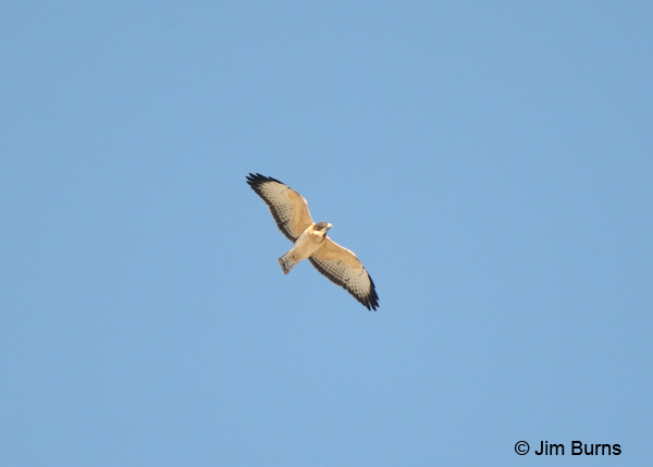 Short-tailed Hawk light morph in flight