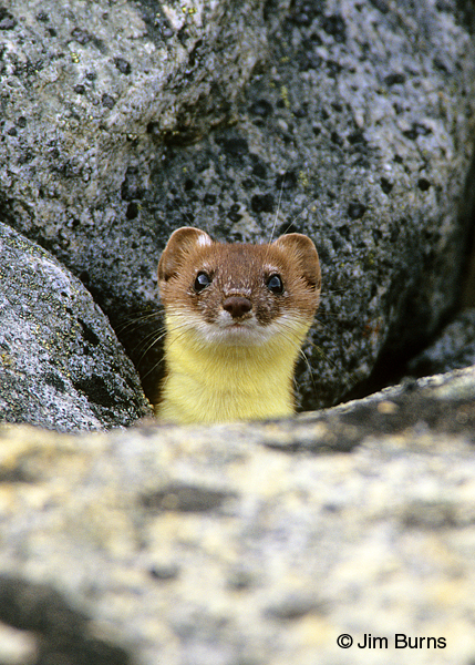 Short-tailed Weasel summer at lookout