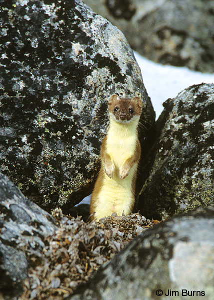 Short-tailed Weasel summer curious