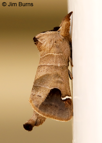 Sigmoid Prominent Moth, Minnesota--9890