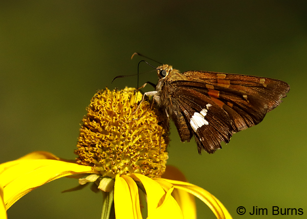 Silver-spotted Skipper on Coneflower--9365