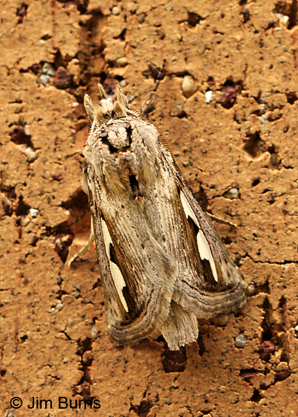 Silvered Prominent Moth, Texas