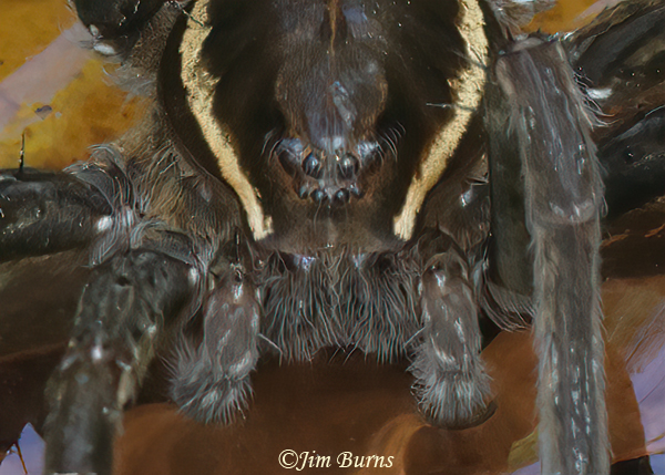 Six-spotted Fishing Spider showing eye configuration--2435