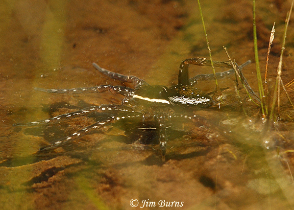 Six-spotted Fishing Spider underwater, Arizona--5781
