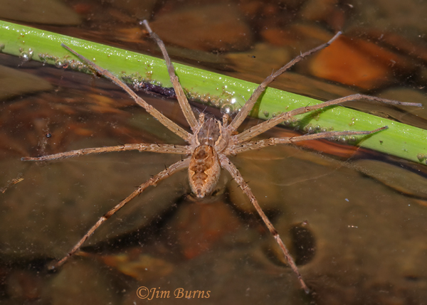 Six-spotted Fishing Spider male, Arizona--2343