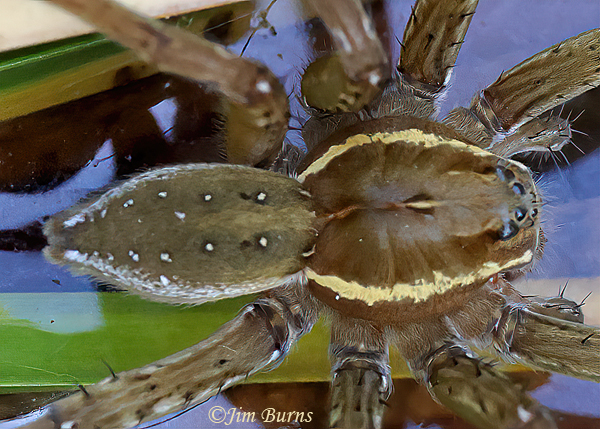 Six-spotted Fishing Spider female close-up showing eye configuration, Arizona--2160