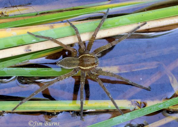 Six-spotted Fishing Spider female, Arizona--2160