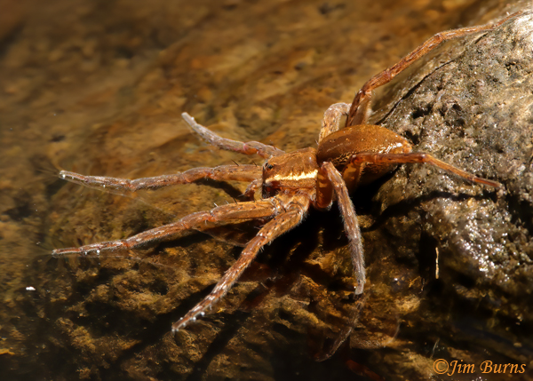 Six-spotted Fishing Spider female, Arizona--7682