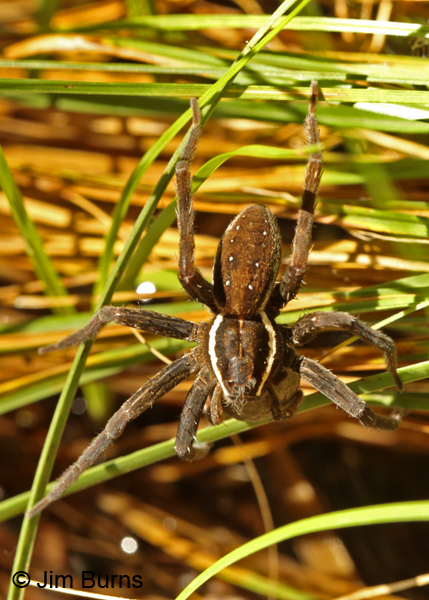 Six-spotted Fishing Spider, Arizona
