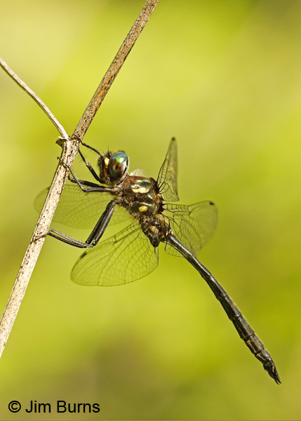 Ski-tipped Emerald male hanging up on stalk, Lake Co., MN, July 2018--9765