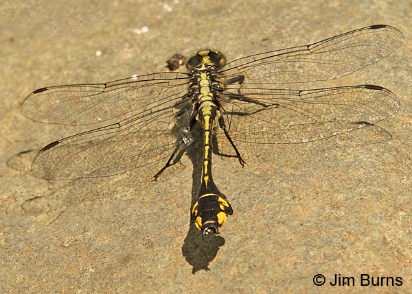 Skillet Clubtail male dorsal view of club, Eau Claire Co., WI, June 2014