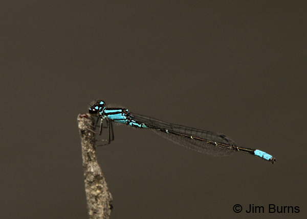 Skimming Bluet male, Montgomery Co., AR, May 2013