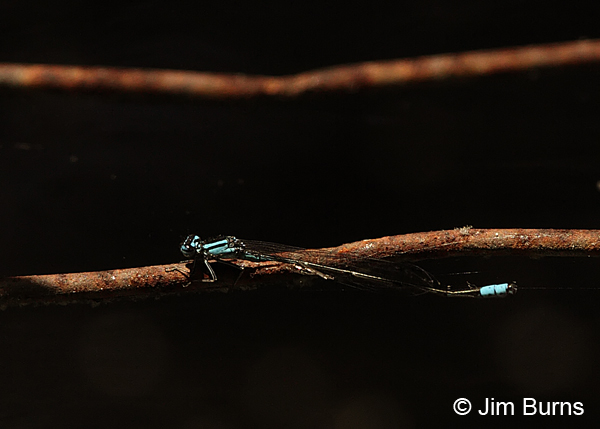 Skimming Bluet male with bent abdomen, Montgomery Co., AR, May 2013