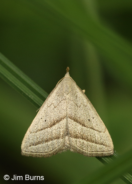Slant-lined Owlet Moth, Pennsylvania