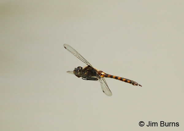 Slender Baskettail male in flight, Mecklenburg Co., NC, May 2014