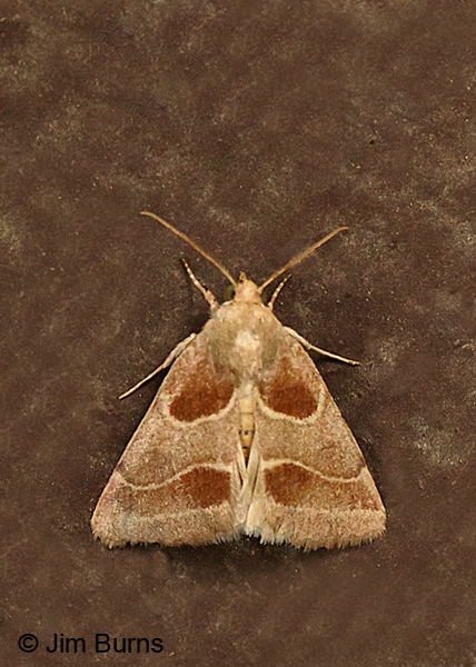 Slender Flower Moth dorsal view, Arizona