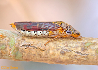 Leafhopper, Smoketree Sharpshooter (Homalodisca liturata), Maricopa Co., Arizona--3933--2