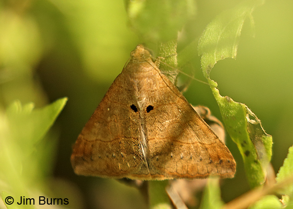 Small Mocis Moth, Texas