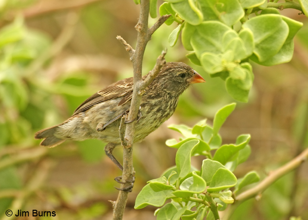 Small Tree-Finch female