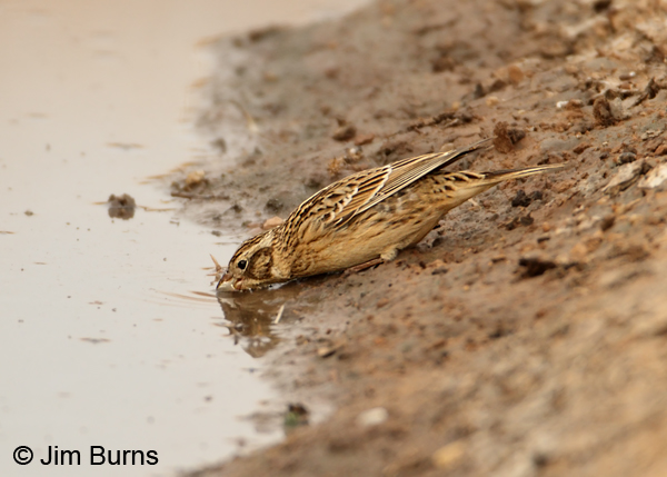 Smith's Longspur winter drinking