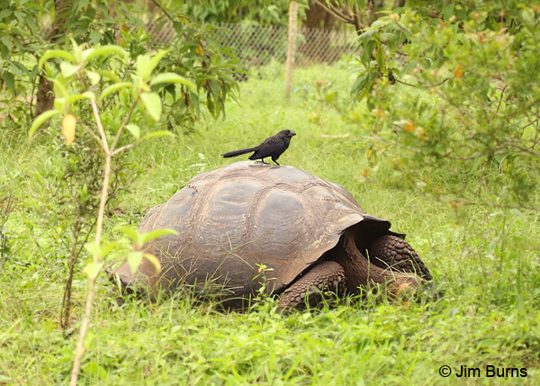 Smooth-billed Ani on Giant Tortoise