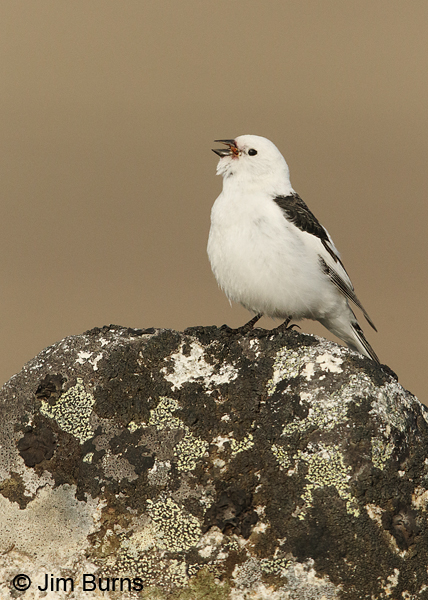 Snow Bunting male, rock with lichen