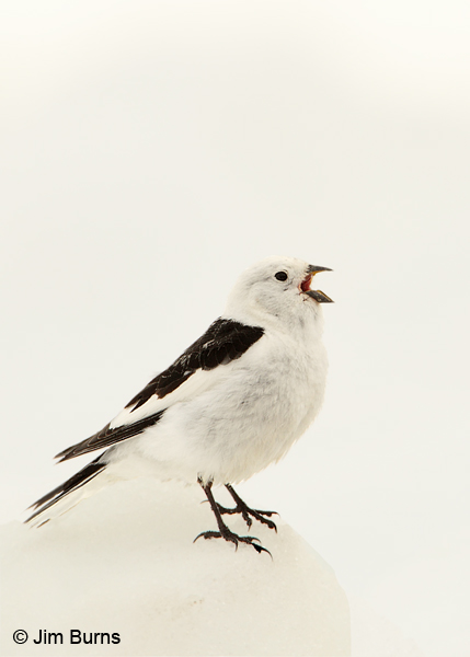 Snow Bunting male singing on the snow
