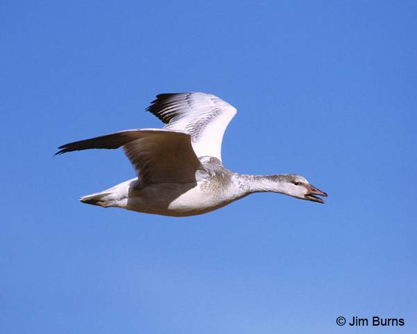 Snow Goose juvenile in flight