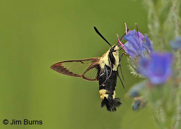 Snowberry Clear wing Moth #2 at Viper Bugloss, Missouri