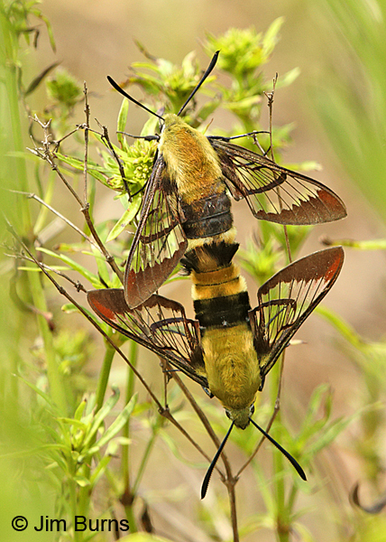 Snowberry Clearwing Moths in tandem, Missouri