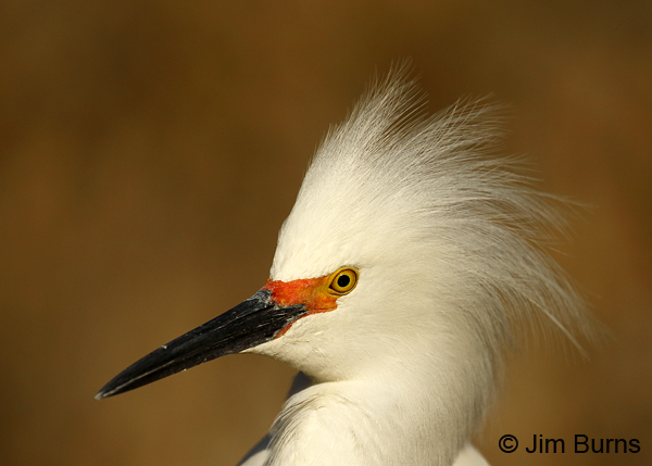 Snowy Egret breeding plumage head shot